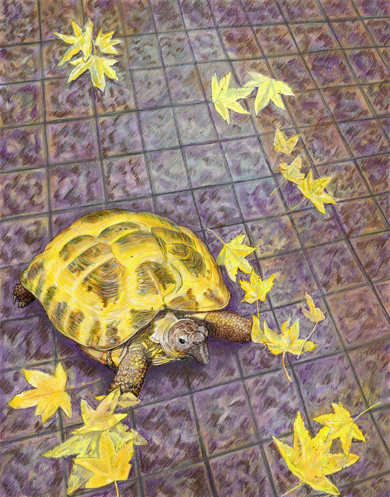 Russian Tortoise walking on sidewalk